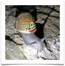 Lees_Snail - James Leslie